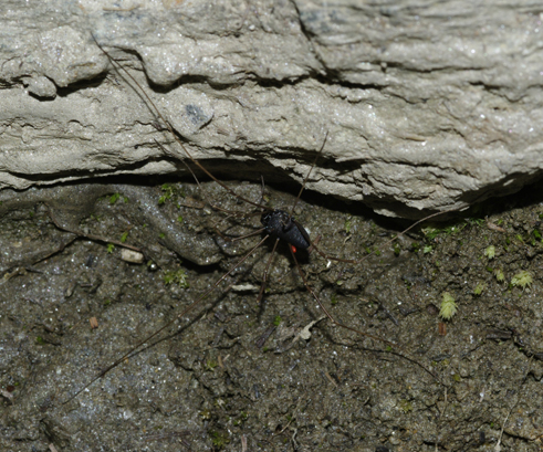Opilionide altoatesino: P. pinetorum